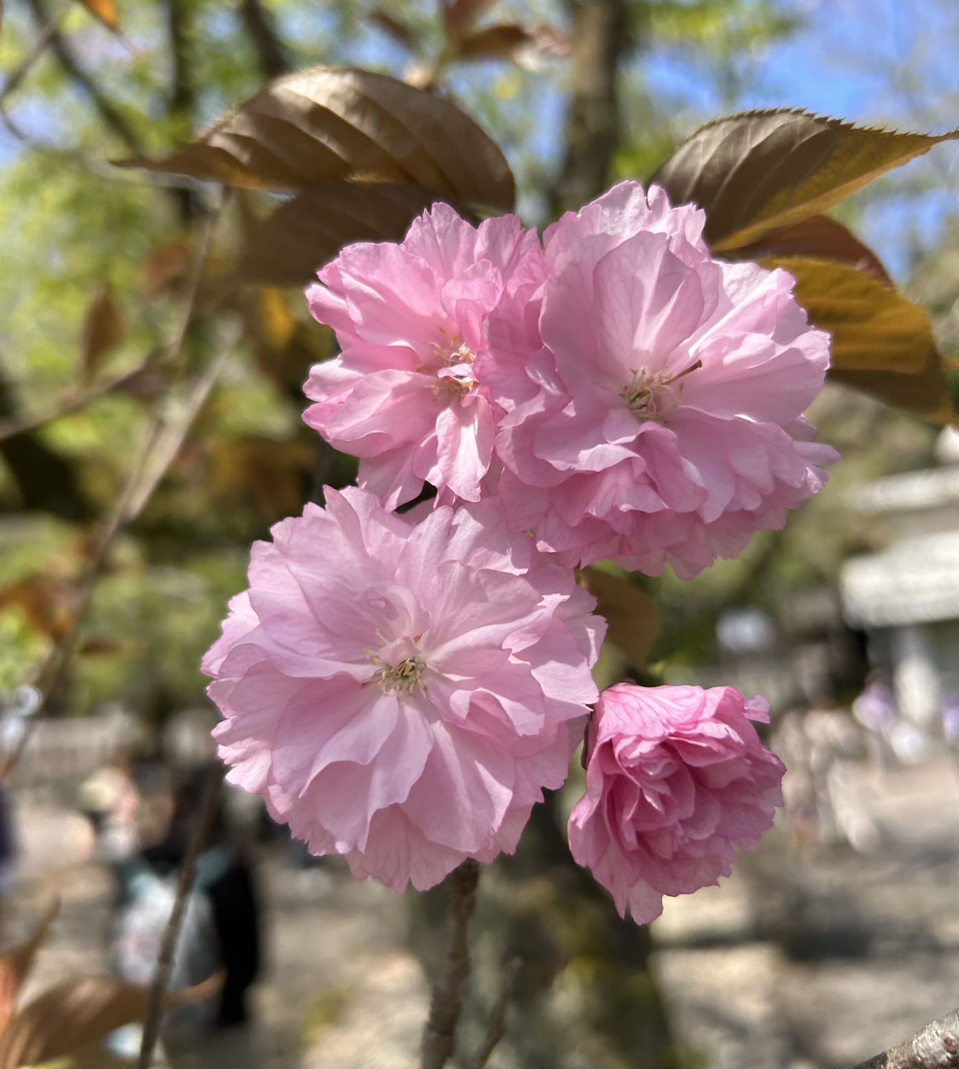 天鷹神社｜臼井先生の鳥居近くの八重桜