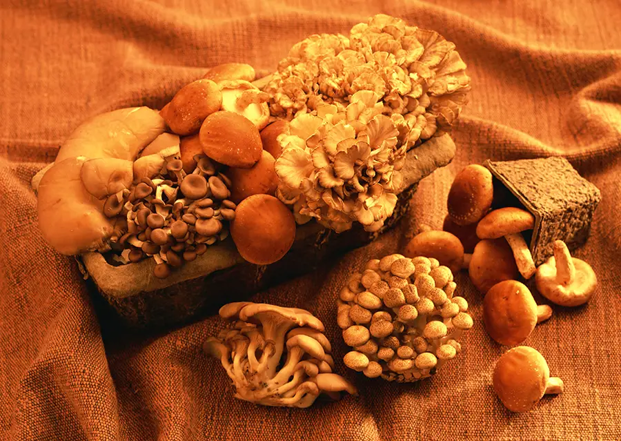 しいたけスピリチュアル